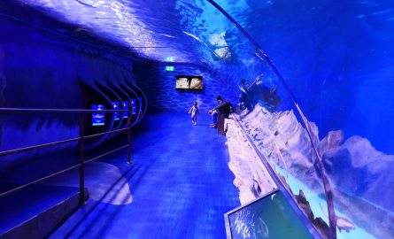 Eintritt in den Underwater Zoo in Dubai