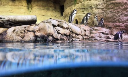Pinguine und andere Tiere im Underwaterzoo