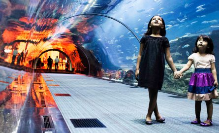 Dubai Aquarium Tickets günstig online buchen
