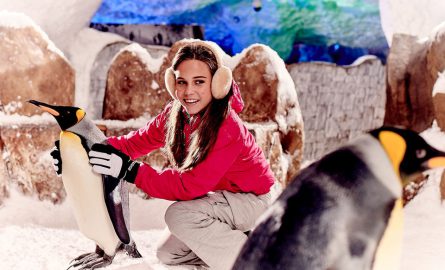 Im Ski Dubai kann man Pinguine streicheln